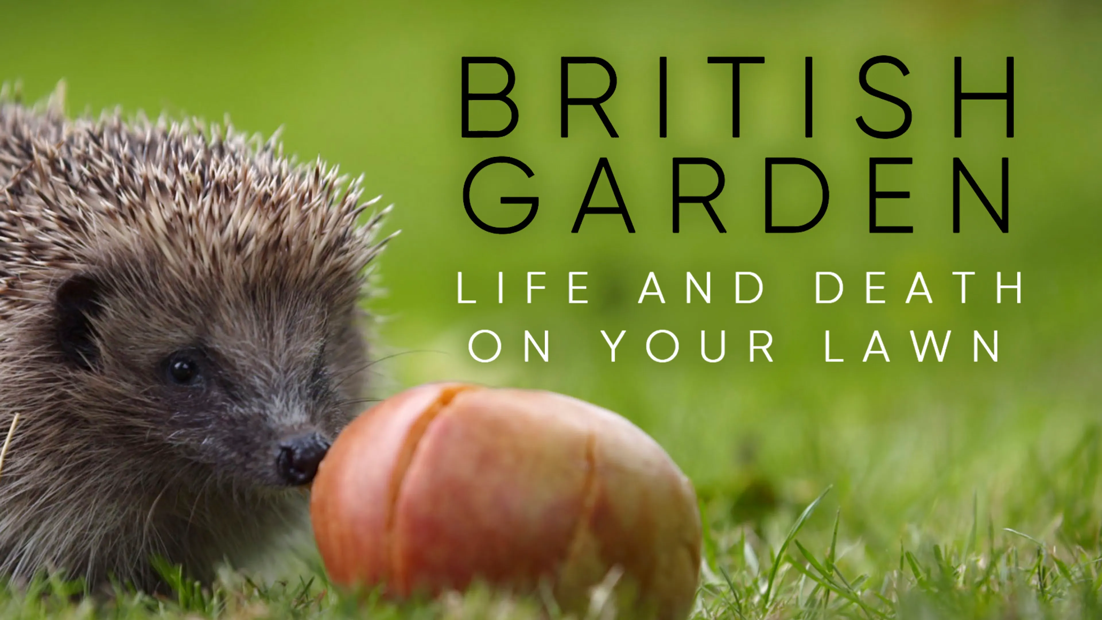 British Garden: Life and Death on Your Lawn poster